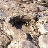 ...scorgiamo un�ulteriore impronta, meno definita delle precedenti